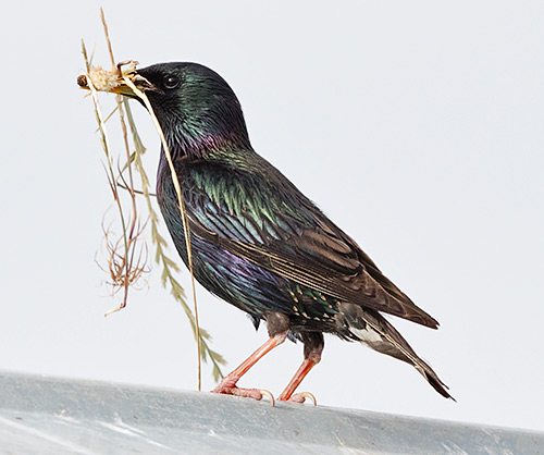 Common Starling with nest material